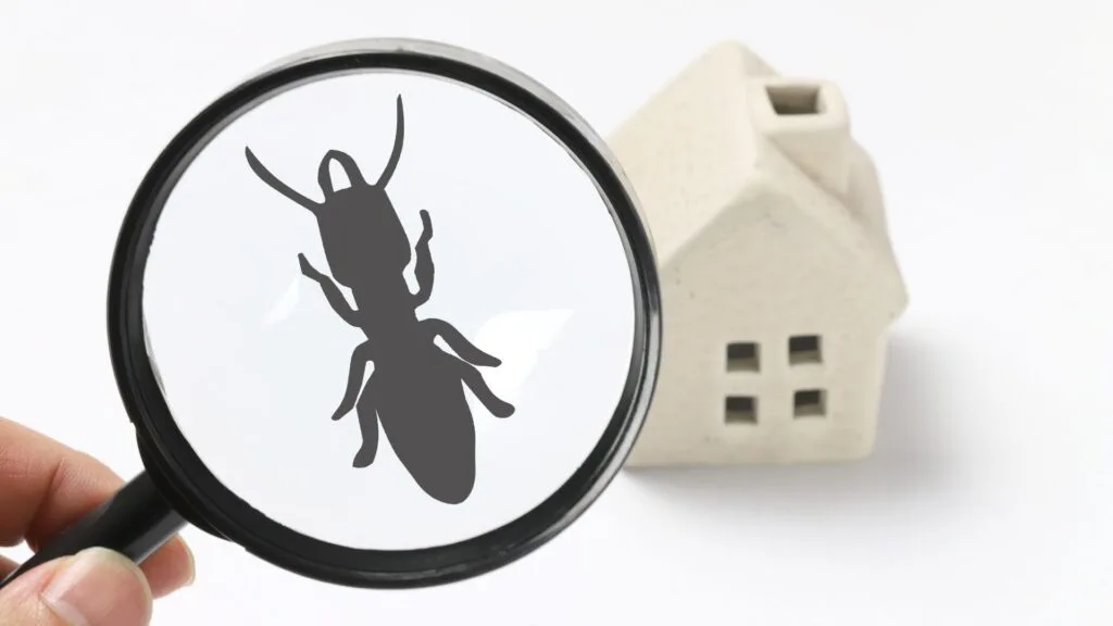 Magnifying glass searching for pests with a house model in the background.